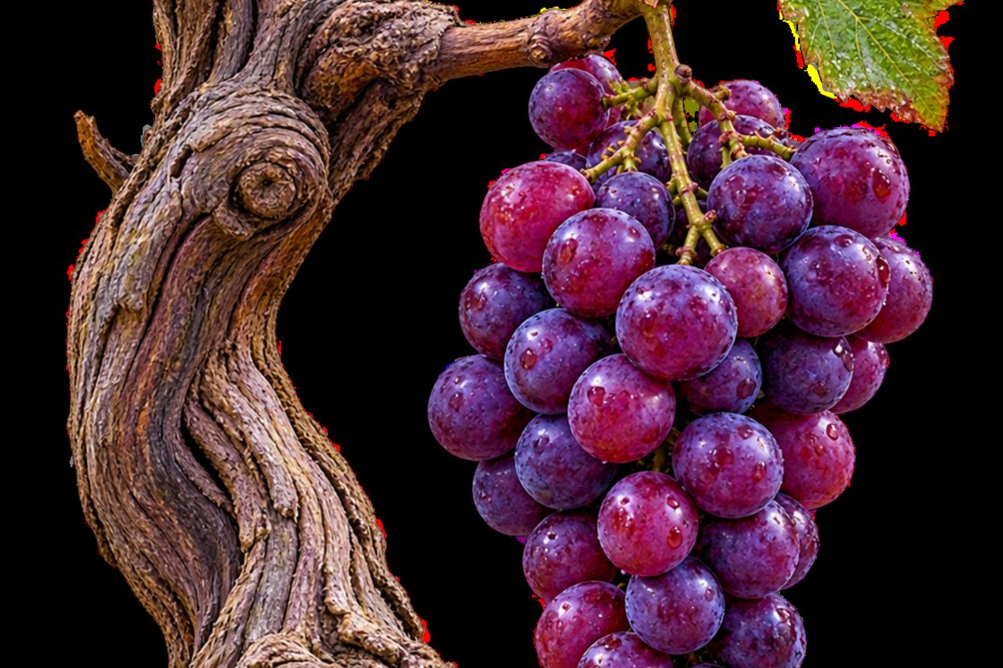 Grappe de raisin noir sur un cep de vigne